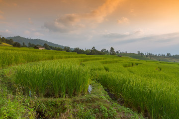 Terraced Rice Field with Hut and Mountain Background , Chiang Mai in Thailand ,Blur Background

