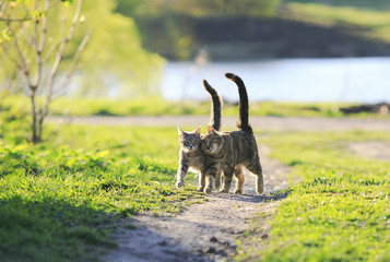 two cute striped kitten walking together in an embrace on a green meadow and holding up the tails on a Sunny day