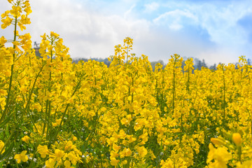Obraz premium Raps, Frühling, Feld