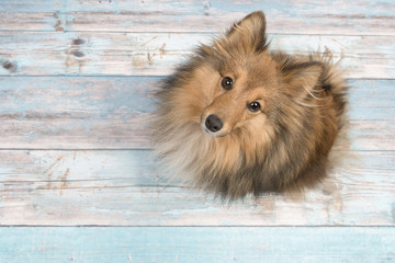 Adult shetland sheepdog seen from above looking up on a blue scaffolding wooden floor