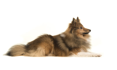 Shetland sheep dog seen from the side on a white background