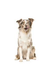 Sitting australian shepherd looking at the camera licking its lips isolated on a white background