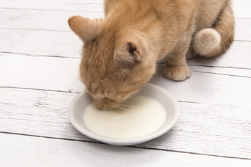 Close up of a red cat drinking milk from a saucer on a white floor