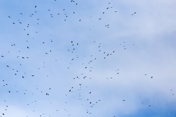 A flock of raven birds on a blue sky