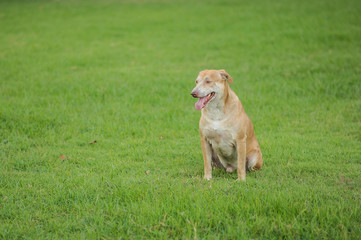 Dog is looking on elsewhere on the grass