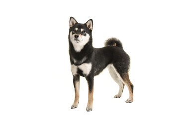 Naklejka na ściany i meble Black and tan standing shiba inu dog looking up isolated on a white background