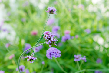 flower,close up,background