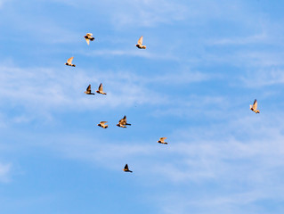 Fototapeta premium a flock of pigeons in the sky
