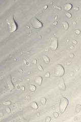 the raindrops on leaf in closeup for backgrounds