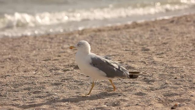 Seagull walking in slow motion. Gull on the seashore. Basics of ornithology.
