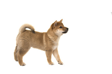 Shiba Inu puppy dog standing seen from the side looking up solated on a white background © Elles Rijsdijk