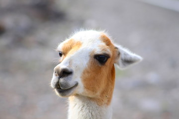 llamas head close up