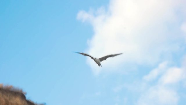 Seagull flying in slow-mo. Bird on sky background. Born for the heights.