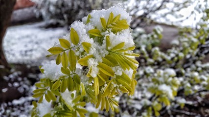 Tree covered in snow. Nature deviance.