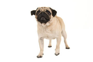 Adult pug dog walking towards the camera looking up seen from the front isolated on a white background