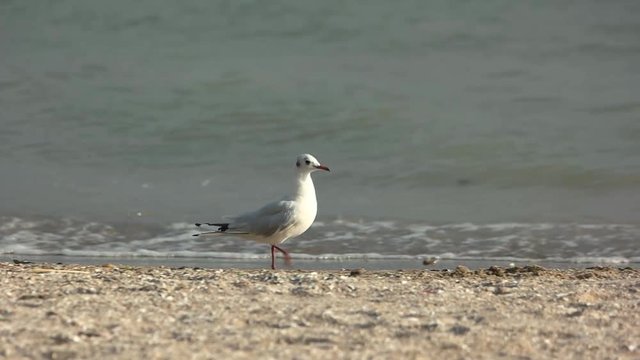 Bird walking on the seashore. Side view of seagull.