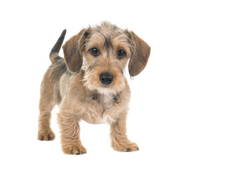 Young wirehaired dachshund standing looking at the camera with waging tail isolated on a white background