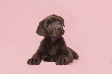 Adoble brown labrador puppy lying down on a pink background - obrazy, fototapety, plakaty