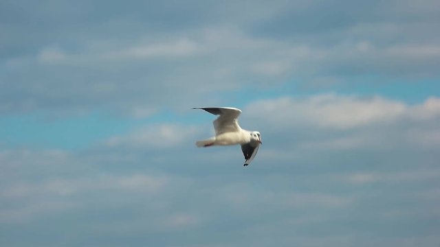 Gull flying over the sea. Bird and horizon. Flight of freedom.