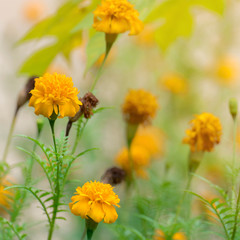 Yellow Marigolds flower