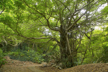 Fototapeta premium A banyan tree in Takena village