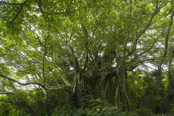 A banyan tree in Takena village