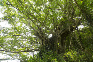 A banyan tree in Takena village