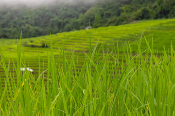 Terraced Rice Field with Hut and Mountain Background , Chiang Mai in Thailand ,Blur Background

