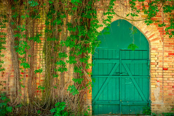 Old green wood door on brick wall, overgrown by green plants
