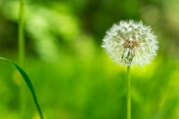 Close-up of dandelion on green sunny meadow. Spring theme