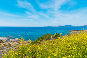 Yellow flowers by the sea