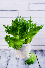 Raw green lettuce