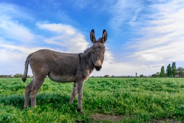Foto op Aluminium Mooie ezel in groen veld met bewolkte hemel © bbnkpvlvktrvch