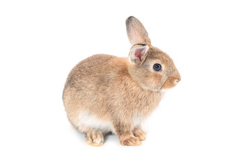 Brown short hair adorable baby rabbit on white background