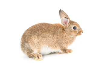 Brown short hair adorable baby rabbit on white background