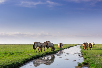 Beautiful horses in green field with small river