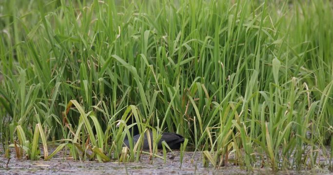Bird Eurasian coot (Fulica atra), crake bird family, the Rallidae. Duck floating in small pond on green reeds. Czech Wildlife. Close up
