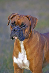 Fototapeta premium Portrait of beautiful German Boxer Dog in field, watching