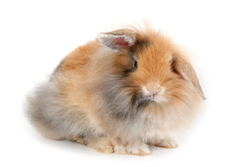 Fototapeta premium A lionhead bunny rabbit, isolated on white background