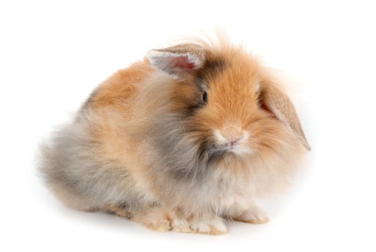 A lionhead bunny rabbit, isolated on white background