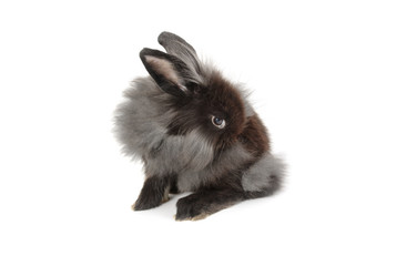 A lionhead bunny rabbit, isolated on white background