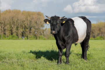 Naklejka na ściany i meble One black and white dutch belted lakenvelder cow seen standing in a meadow