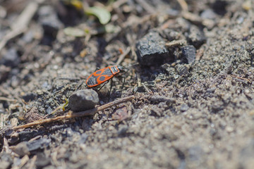 Fire-bug