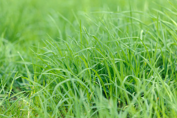 Background of green grass on a summer day
