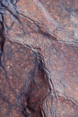 Ripped and Wet Painted Paper Texture