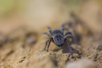 Spider