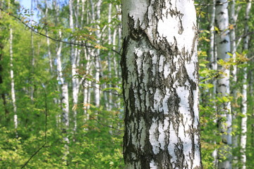 Obraz premium Beautiful landscape with young juicy birches with green leaves and with black and white birch trunks in sunlight in the morning in spring