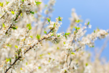 White blossom and leaves