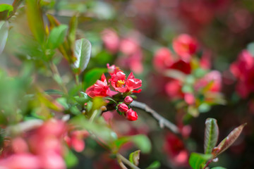Flowering fruit tree branches with pink flowers
