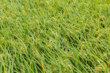 Rice field paddy